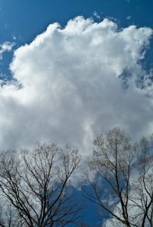 Trees and Clouds