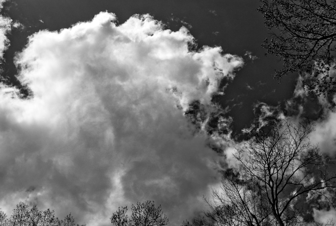 Trees and Clouds