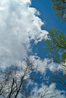 Trees and Clouds