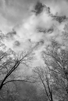 Trees and Clouds