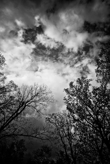 Trees and Clouds