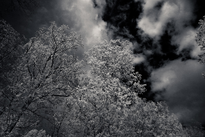 Trees and Clouds