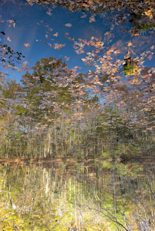 Surreal Landscape