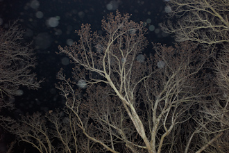 Snowy Night
