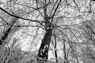 winter tree