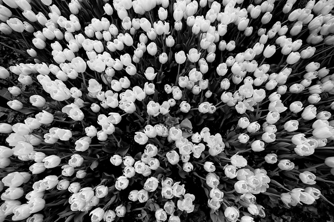 Bellagio flowers
