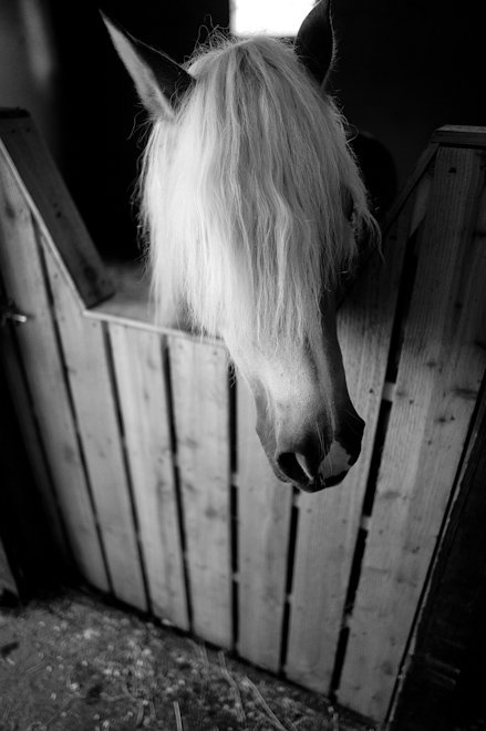 Haflinger