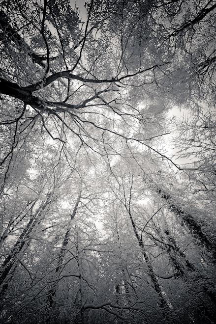 Snowy Trees