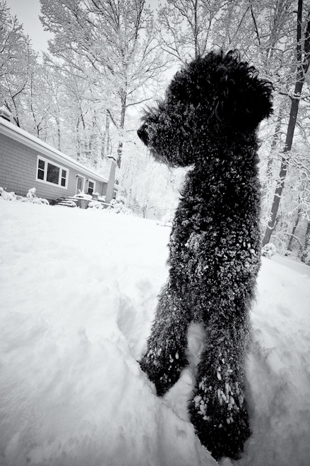 Playing in the Snow