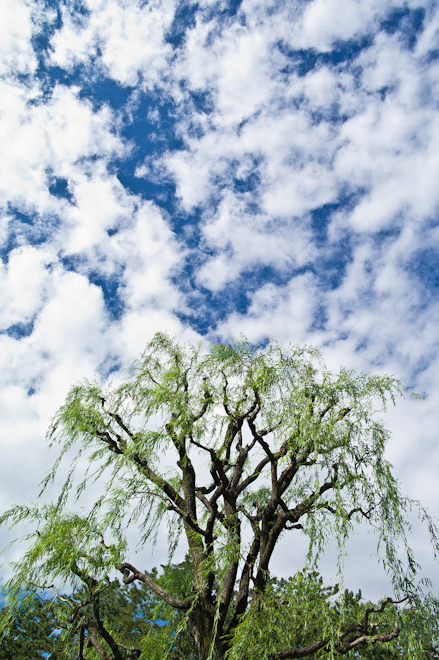 tree near the Imperial Palace in Tokyo