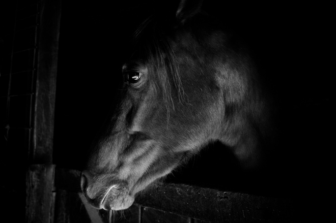 Dark Horse