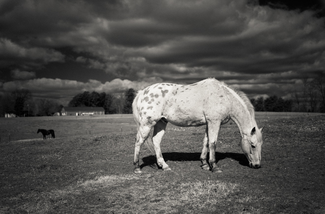 Horse Pasture