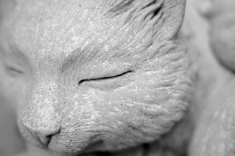 concrete cat