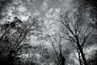 Trees and Clouds