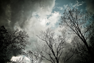 Trees and Clouds