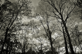 Trees and Clouds