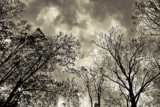 Trees and Clouds